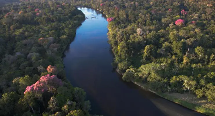 Itaú Unibanco, Marfrig, Rabobank, Santander, Suzano e Vale se unem para restaurar, conservar e preservar 4 milhões de hectares de florestas nativas no Brasil