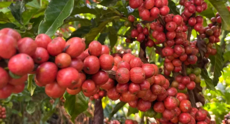 Jaguaré impulsiona cafés especiais e fortalece mercado com nove marcas registradas