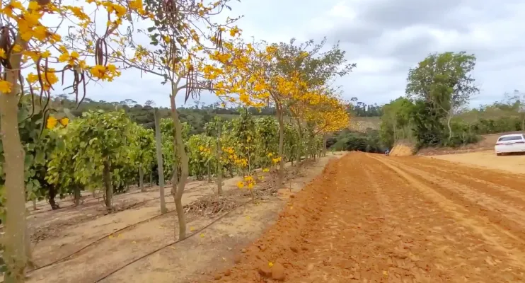 Jaguaré lança campanha de coleta de sementes de árvores nativas e frutíferas