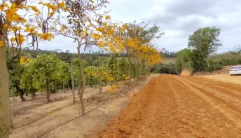 Jaguaré lança campanha de coleta de sementes de árvores nativas e frutíferas