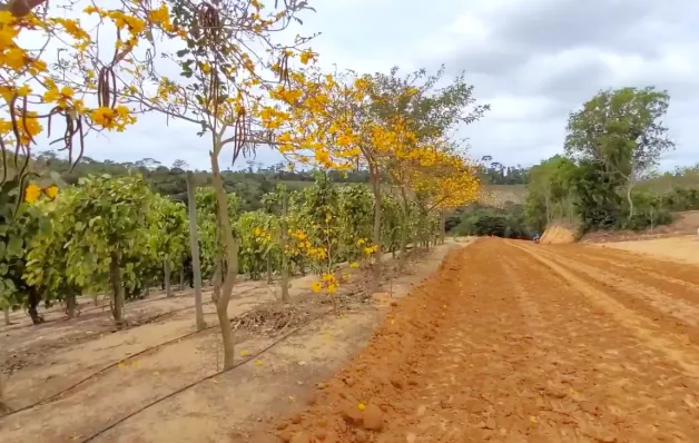 Jaguaré lança campanha de coleta de sementes de árvores nativas e frutíferas