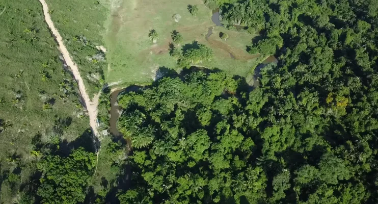 Prefeitura de Jaguaré lança edital para doação de mudas nativas a produtores rurais