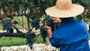 Jaguaré realizará o 1º Festival da Colheita da Uva no próximo fim de semana