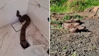 Jiboia de 1,5m sai do ralo de banheiro de casa em Goiás