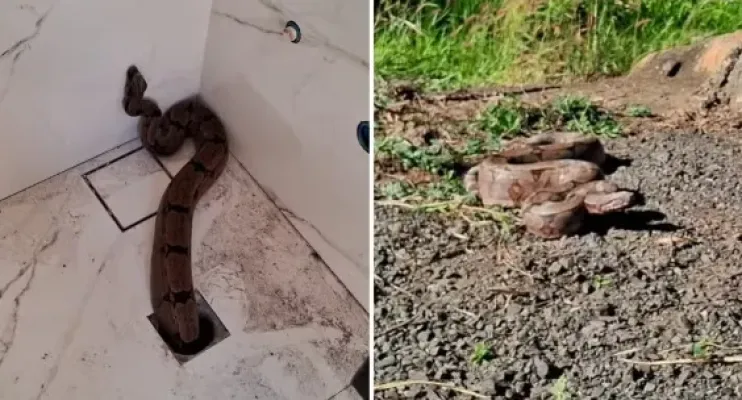 Jiboia de 1,5m sai do ralo de banheiro de casa em Goiás