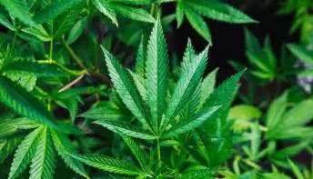 Justiça do Rio autoriza paciente com insônia e ansiedade a plantar cannabis em casa