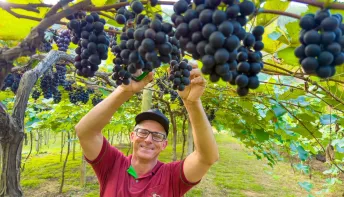 Linhares abre a temporada da colheita de uvas na comunidade de São Judas, em São Rafael