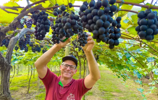 Linhares abre a temporada da colheita de uvas na comunidade de São Judas, em São Rafael