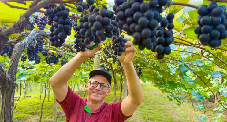 Linhares abre a temporada da colheita de uvas na comunidade de São Judas, em São Rafael