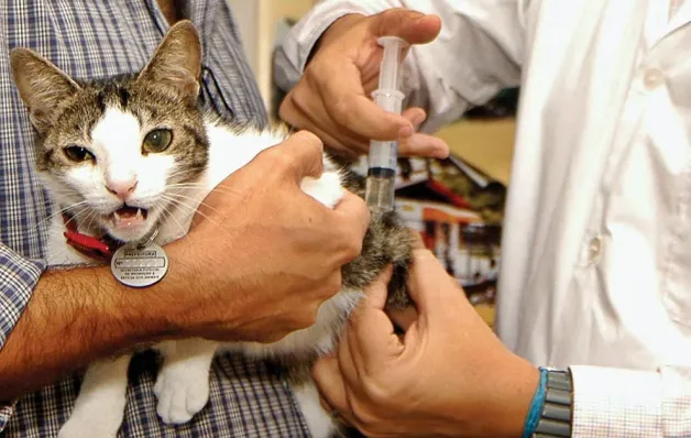 Linhares já imunizou mais de 28 mil cães e gatos contra a raiva