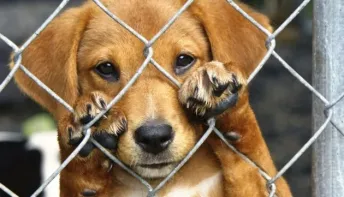 Linhares recebe Adoção Responsável de Animais neste Sábado (8)