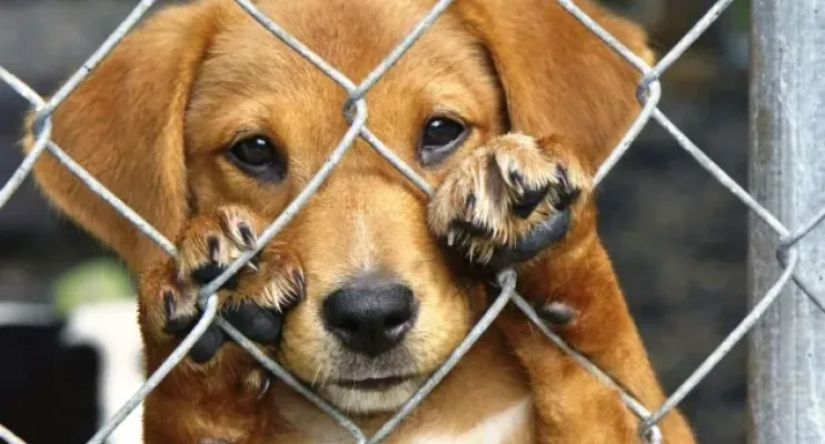 Linhares recebe Adoção Responsável de Animais neste Sábado (8)