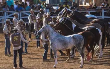 Linhares recebe Exposição Rural do Cavalo Mangalarga Marchador, no Parque de Exposições
