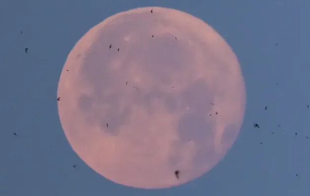 Lua de Morango poderá ser vista nesta segunda-feira; saiba como observar