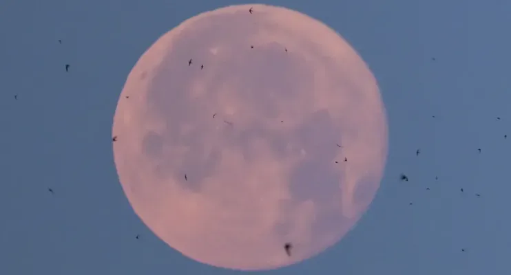 Lua de Morango poderá ser vista nesta segunda-feira; saiba como observar