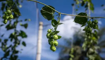 Lúpulo da cerveja pode ser usado contra chikungunya