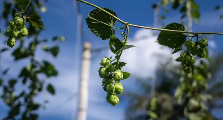Lúpulo da cerveja pode ser usado contra chikungunya