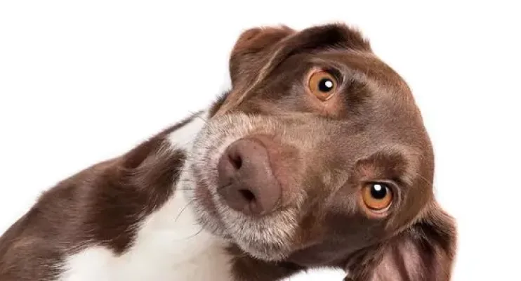 Mais de 11 mil pets são imunizados contra a raiva em Vitória