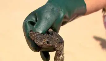  Mais de meia tonelada de óleo é retirada de praia berçário de tartarugas em Guriri