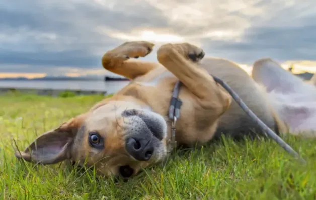 México classifica vira-lata caramelo como raça oficial do país