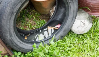 Ministério da Saúde quer mobilização contra a dengue em escolas a partir de março