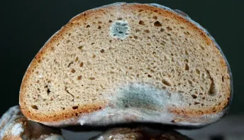 Mofo nos alimentos: é seguro consumir após retirar a parte afetada?
