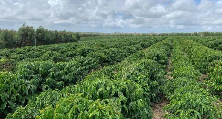  Corpo é achado sob galhos de café em Vila Valério