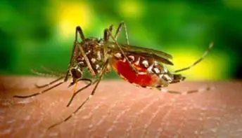 Dengue: Reinfecção pode ser mais grave, saiba identificar os sinais de gravidade da doença