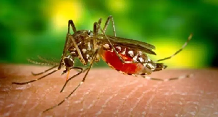 Dengue: Reinfecção pode ser mais grave, saiba identificar os sinais de gravidade da doença