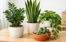 Não morrem! 8 plantas perfeitas para lugares sem janelas