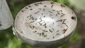 Dengue: combate aos focos do mosquito são fundamentais para enfrentar a doença