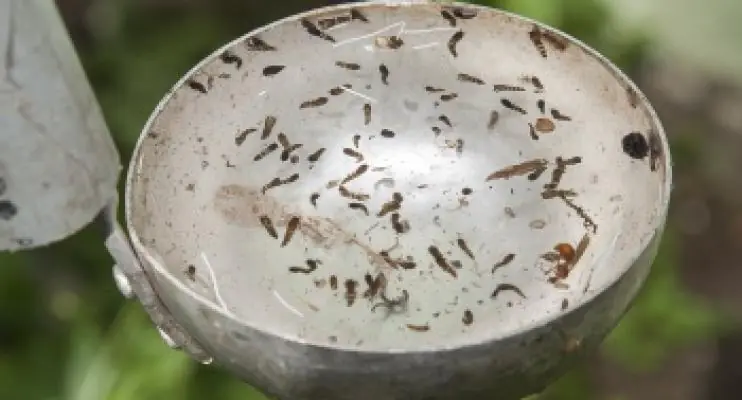 Dengue: combate aos focos do mosquito são fundamentais para enfrentar a doença