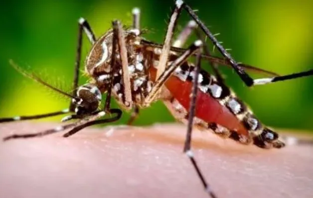 Número de casos de dengue em 2024 mais que triplica em relação ao mesmo período de 2023