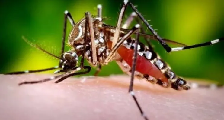 Número de casos de dengue em 2024 mais que triplica em relação ao mesmo período de 2023