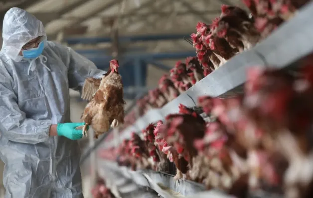 O que muda no consumo de frango e ovos após confirmação de gripe aviária?