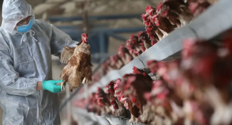 O que muda no consumo de frango e ovos após confirmação de gripe aviária?