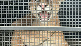 Onça-parda é resgatada no centro de Iconha e devolvida à natureza