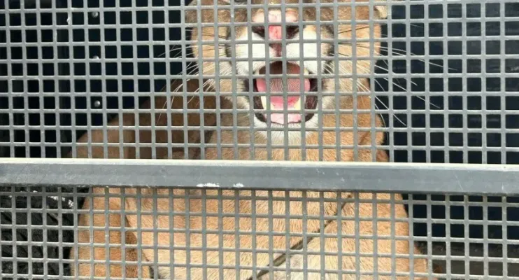 Onça-parda é resgatada no centro de Iconha e devolvida à natureza