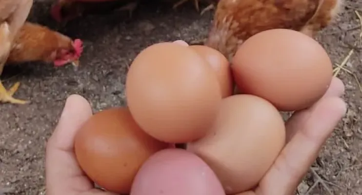 Ovos de galinha caipira garante renda e segurança alimentar para mulheres no Recôncavo Baiano