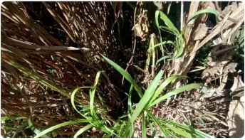  Pai é preso após jogar filha de 1 mês de vida de barranco na Região Serrana