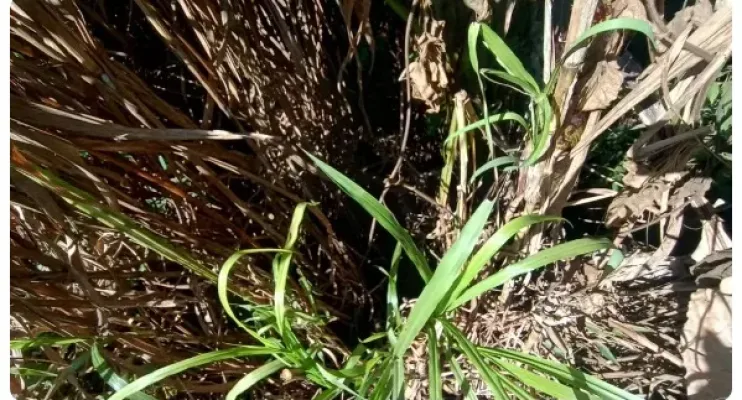  Pai é preso após jogar filha de 1 mês de vida de barranco na Região Serrana