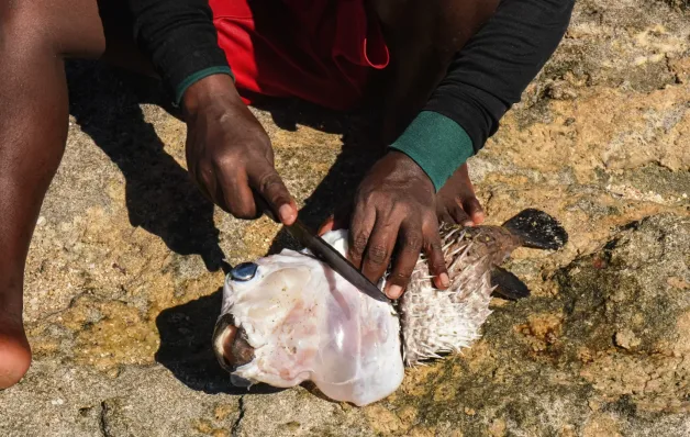 Peixe baiacu: Espírito Santo investiga caso de morte por intoxicação; entenda os riscos