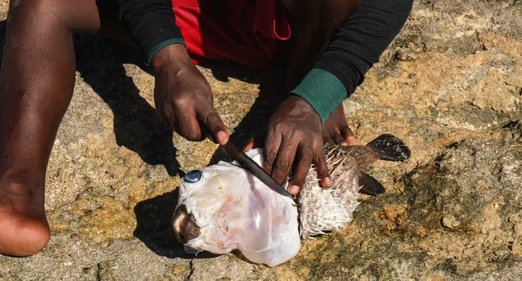 Peixe baiacu: Espírito Santo investiga caso de morte por intoxicação; entenda os riscos