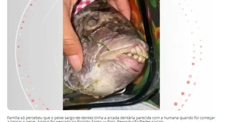 Peixe com 'dentes humanos' é pescado no ES e viraliza