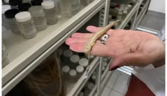 Peixe da Amazônia que entra em partes íntimas também se alimenta de cadáveres