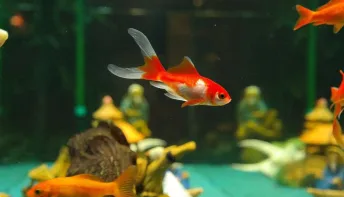 Peixinho surpreende ao viver 12 anos, superando dois casamentos do dono