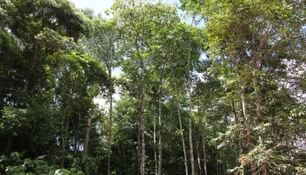 Pesquisa mede emissão de óxido nitroso na Amazônia e no Pantanal