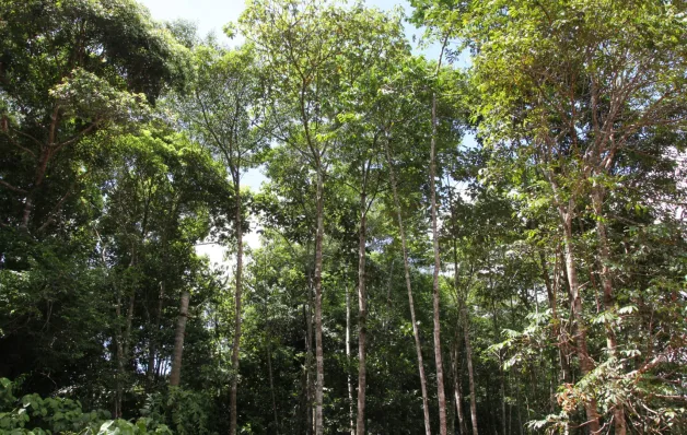 Pesquisa mede emissão de óxido nitroso na Amazônia e no Pantanal