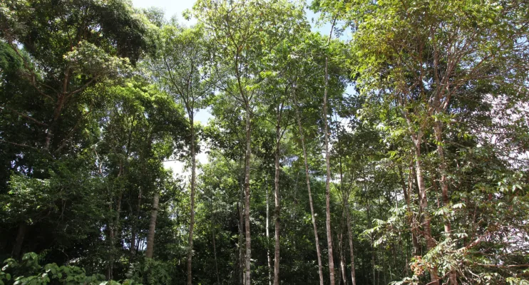 Pesquisa mede emissão de óxido nitroso na Amazônia e no Pantanal