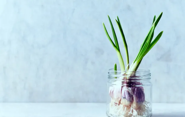 Plantar alho em casa? É mais simples do que muitos pensam